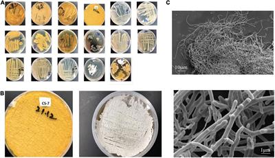 Complete genome sequencing and in silico genome mining reveal the promising metabolic potential in Streptomyces strain CS-7